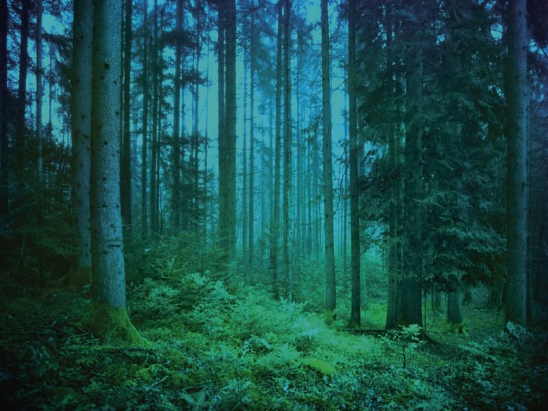 Fototapeta Nebel im Nachtwald