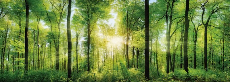 Fototapeta Strahlen durch den Wald
