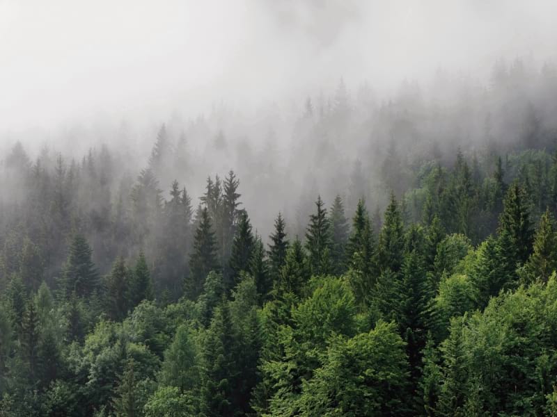 Fototapeta Nebliger Morgen im Wald