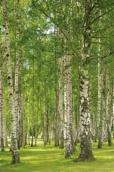 Fototapeta Frühlingsbirkenhain