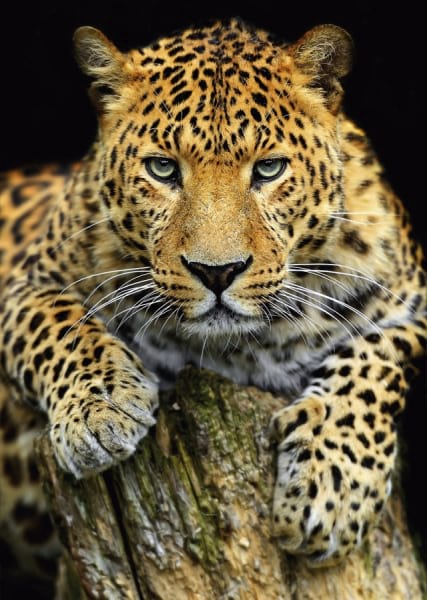 Fototapeta Leopard auf dunklem Hintergrund