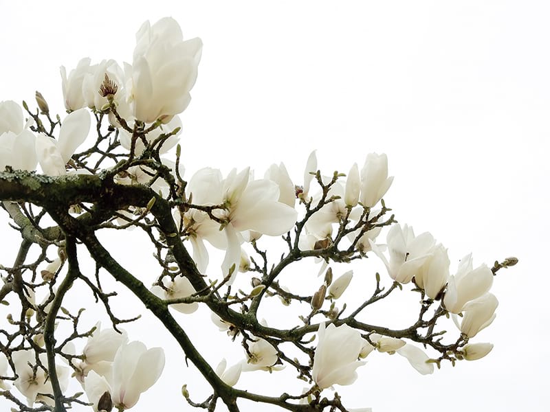 Fototapeta Zweig einer blühenden Magnolie