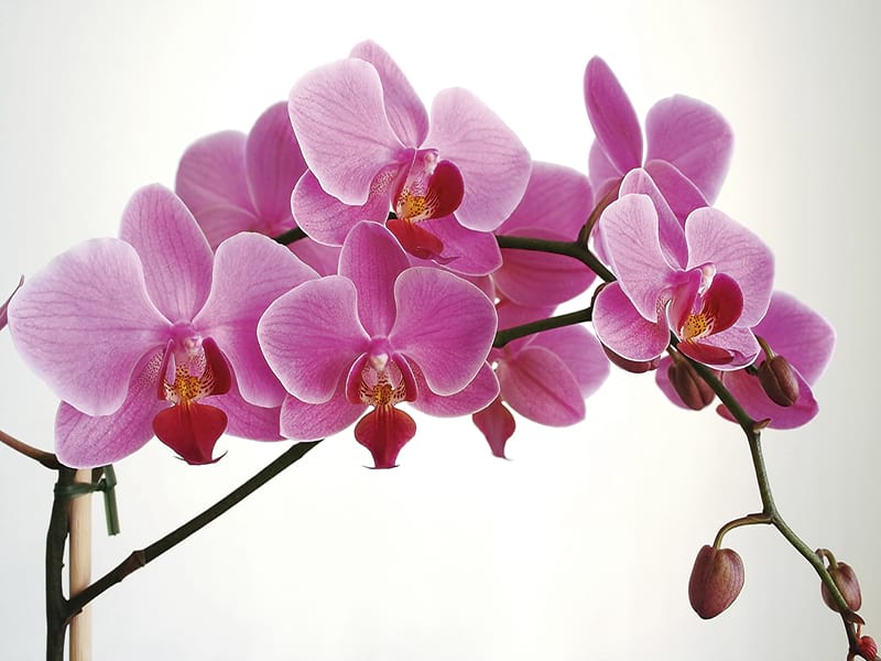 Fototapeta Volumetrische Orchidee