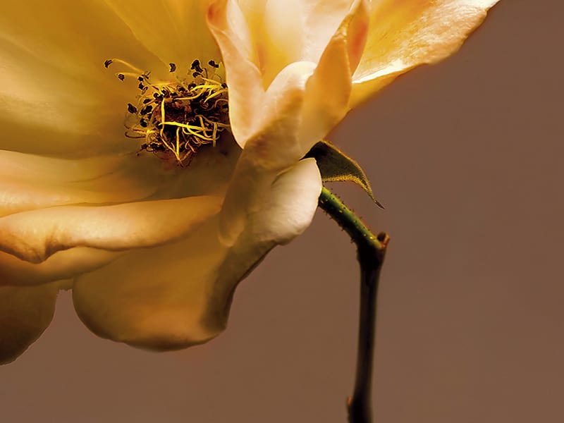 Fototapeta Bronzeblume