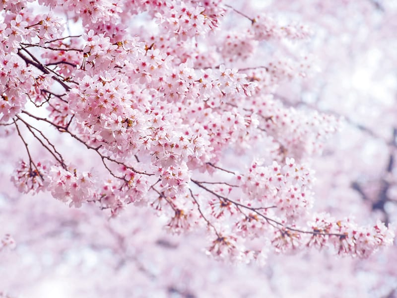 Fototapeta Rosa Sakura