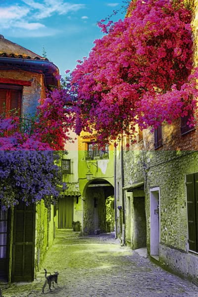 Fototapeta Blumen der Provence Frankreich