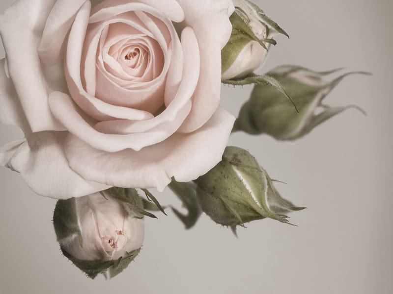 Fototapeta Zarte Rose