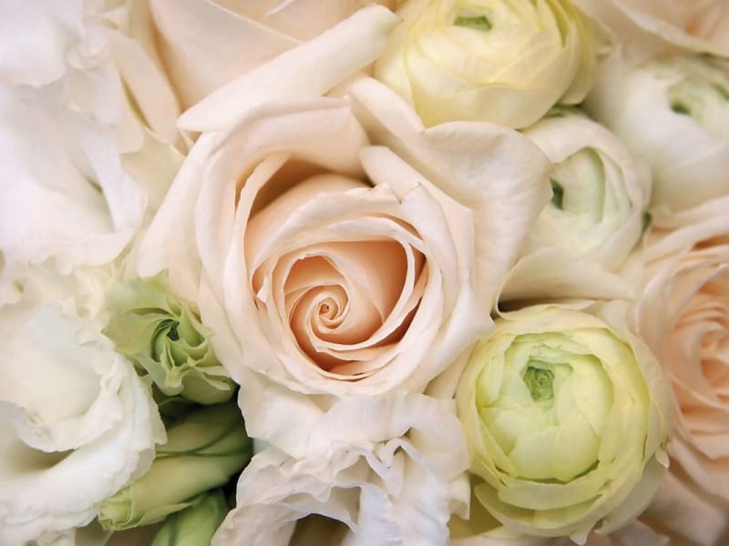 Fototapeta Cremefarbene Rosen