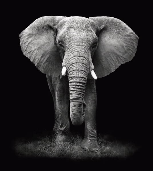 Fototapeta Elefant auf schwarzem Hintergrund