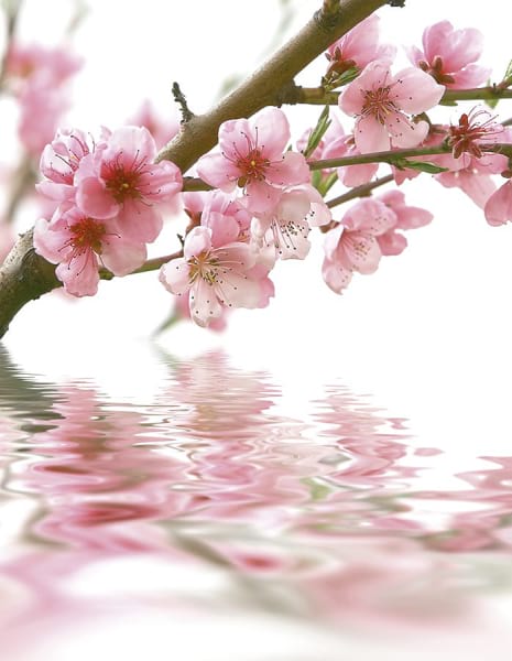 Fototapeta Sakura über Wasser