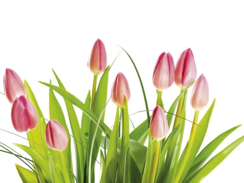Fototapeta Wunderschöne rosa Tulpen