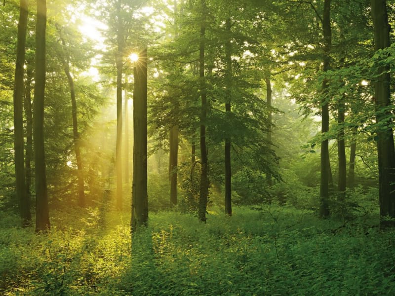 Fototapeta Morgendämmerung im Wald