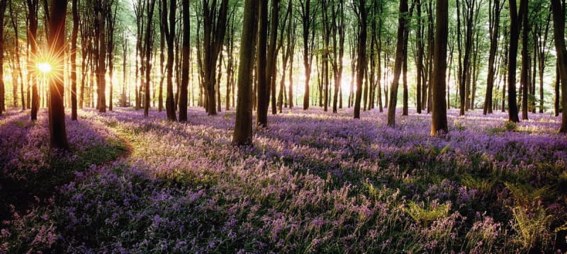 Fototapeta Lavendel im Wald