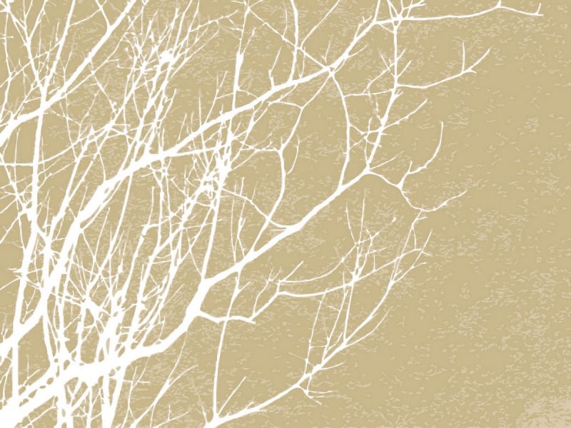 Fototapeta Weißer Baum