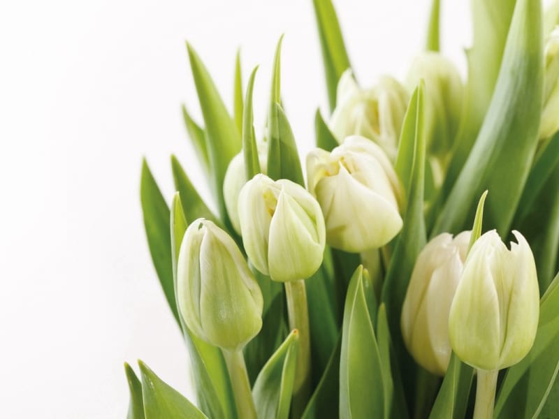 Fototapeta Tulpenblüten
