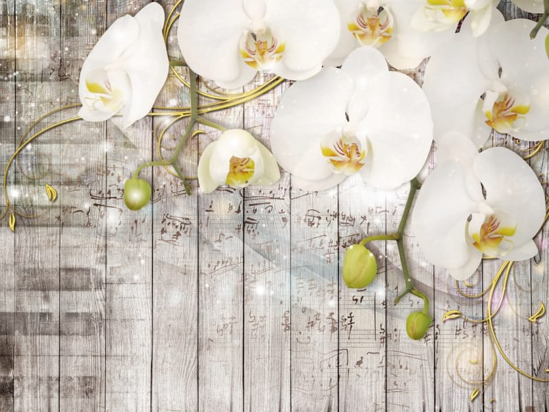 Fototapeta Magische Orchideen
