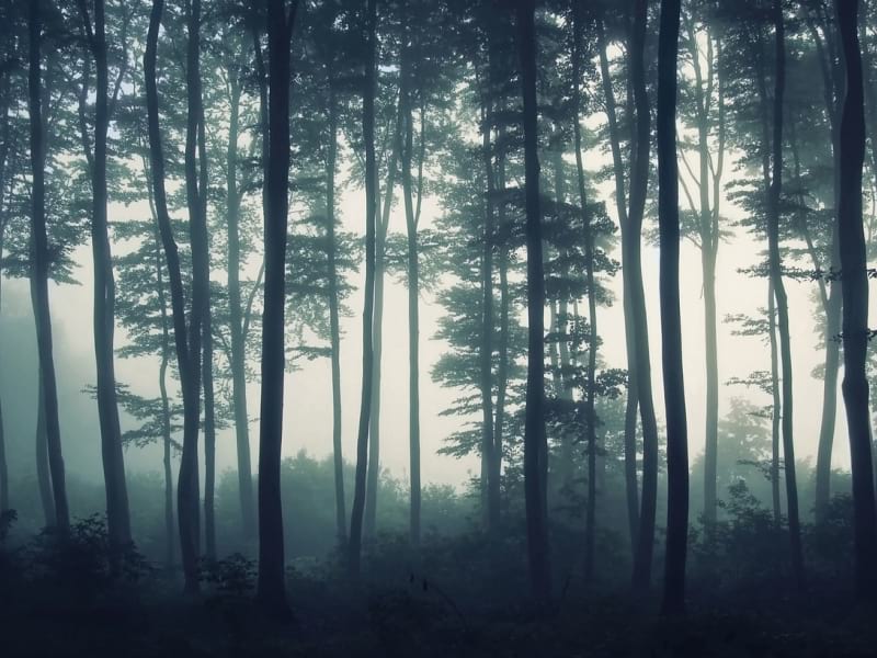 Fototapeta Grauer Nebel