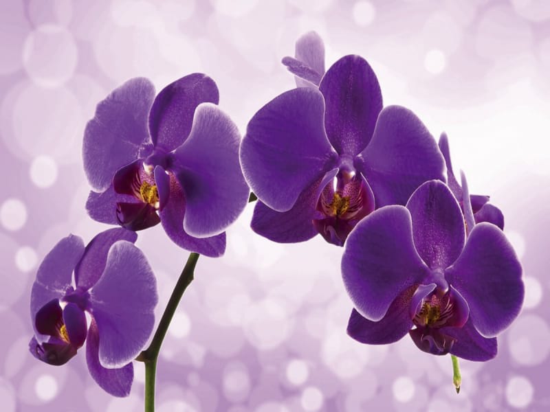 Fototapeta Der Glanz einer lila Orchidee