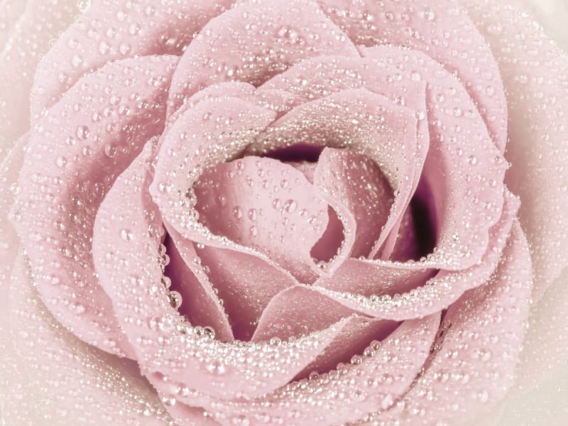Fototapeta Rose in Tautropfen