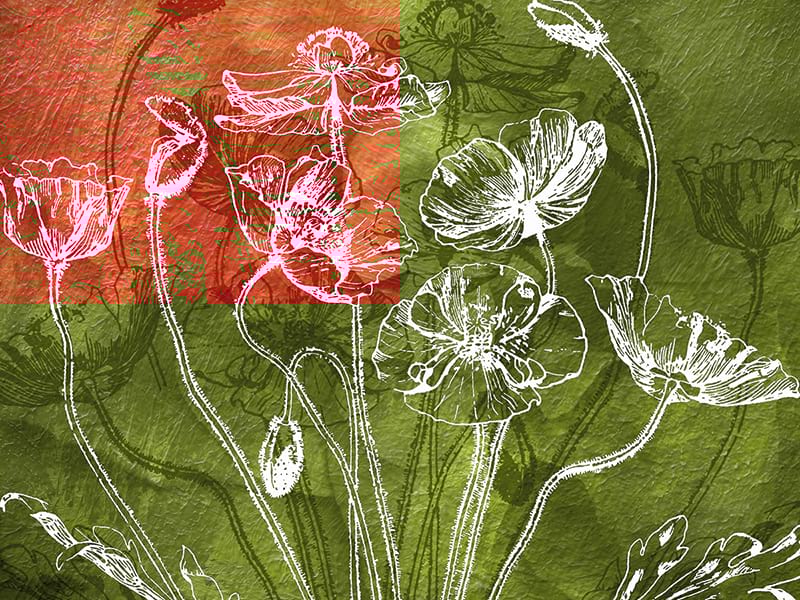 Fototapeta Mohnblumen zeichnen