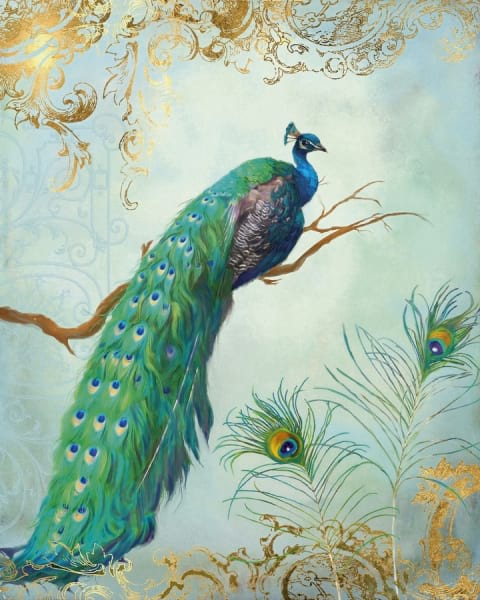 Fototapeta Wundervoller Pfau