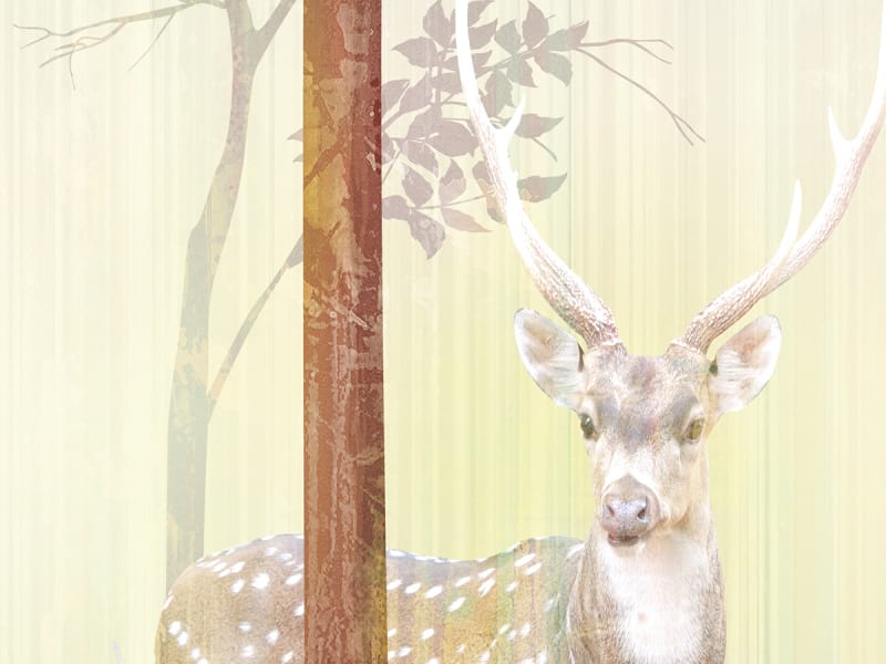 Fototapeta Hirsch in einem blühenden Wald fragment # 1