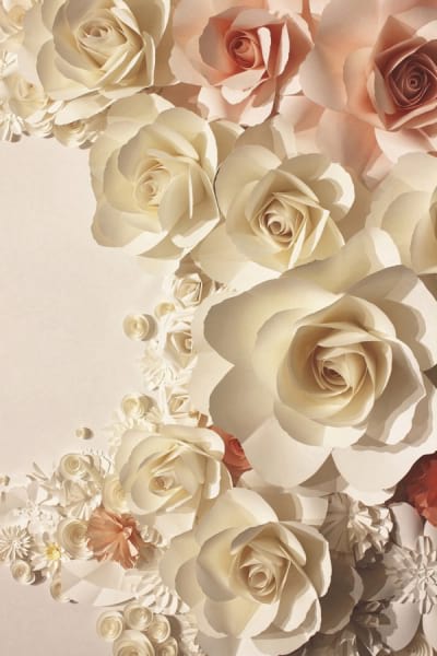 Fototapeta Volumenrosen 