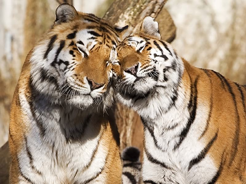 Fototapeta Ein paar Tiger