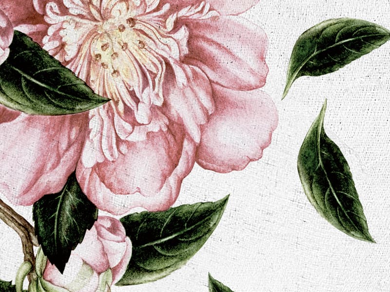 Fototapeta Luxuriöse rosa Blüten fragment # 1