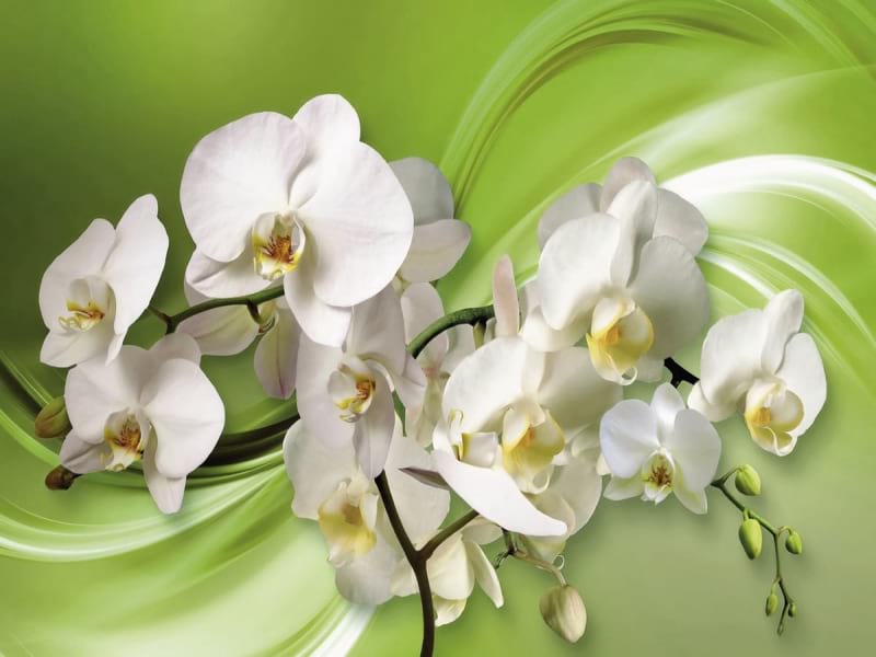 Fototapeta Orchideen auf grünem Hintergrund