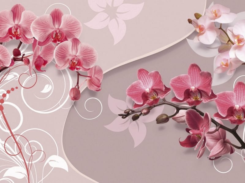 Fototapeta Wundervolle Orchideen
