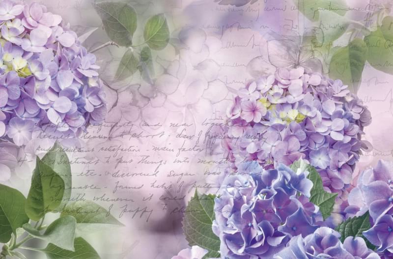Fototapeta Hortensienblüte