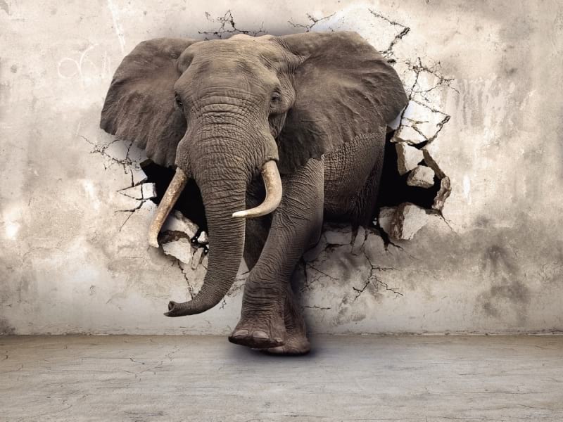 Fototapeta Elefant 3D