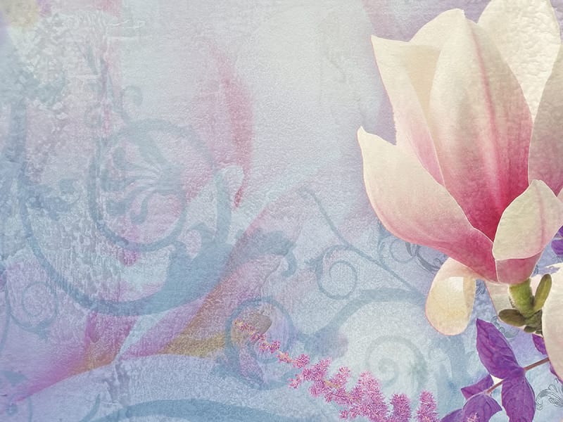 Fototapeta Herrliche Magnolien fragment #2