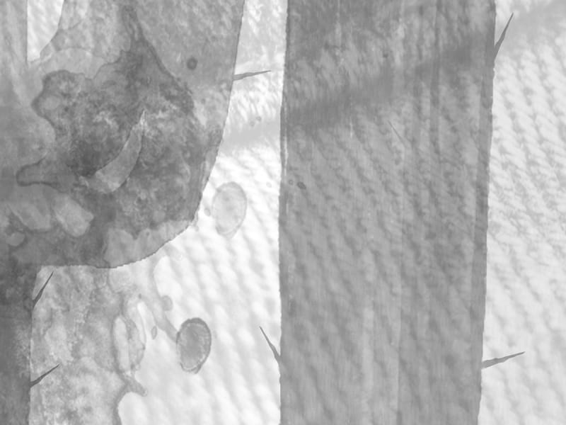 Fototapeta Graue Kakteen fragment # 1