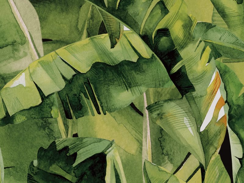 Fototapeta Bananenpalmenblätter fragment # 1