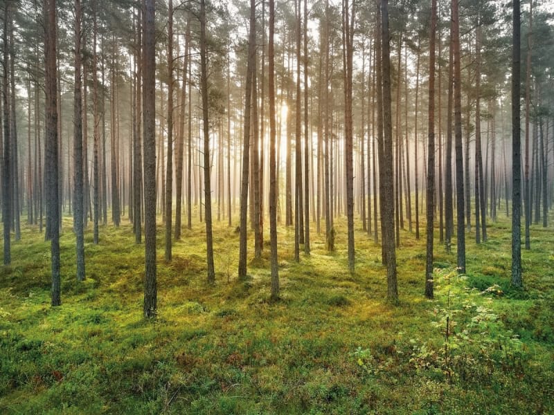 Fototapeta Kiefern
