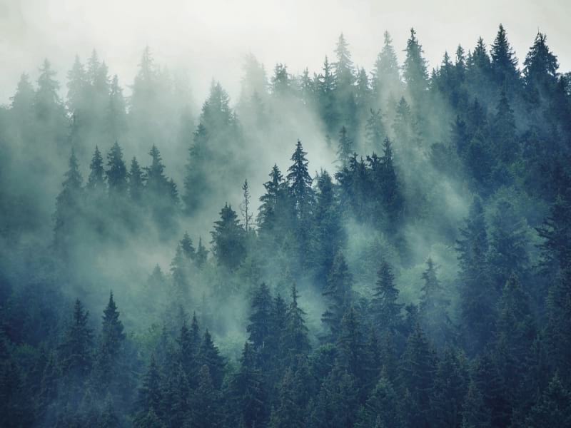 Fototapeta Fichte im Nebel