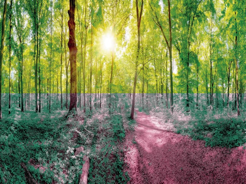 Fototapeta Unberührter Wald