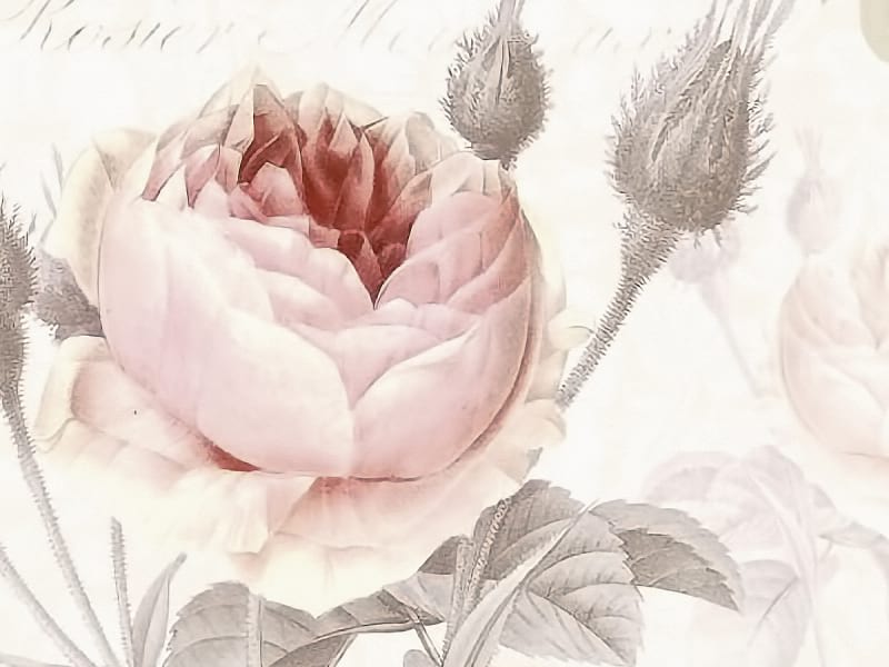 Fototapeta Üppige Gartenrosen fragment # 1