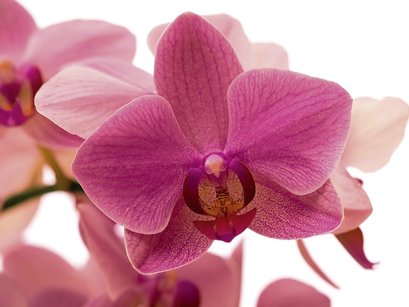 Fototapeta Zarte Orchideenblüte