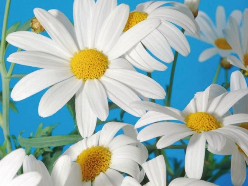 Fototapeta Wunderschöne weiße Gänseblümchen