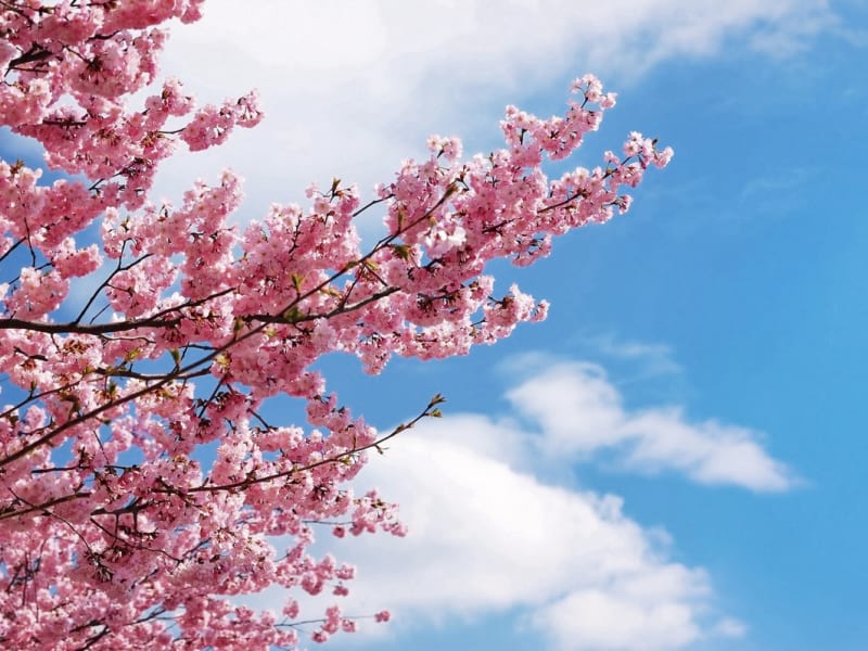 Fototapeta Sakura gegen den Himmel