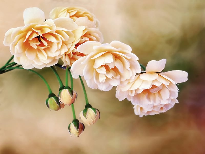 Fototapeta Zarte Blumen