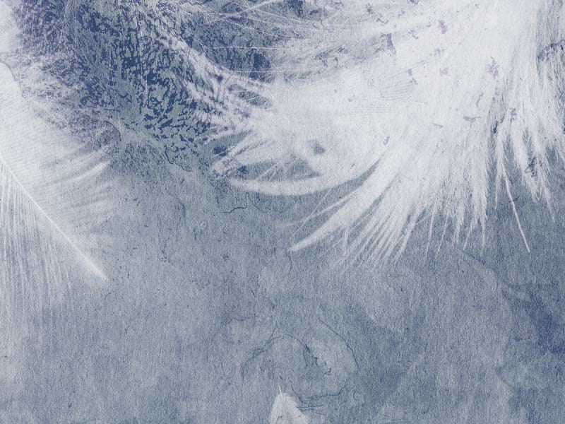 Fototapeta Flauschige Federn fragment #2
