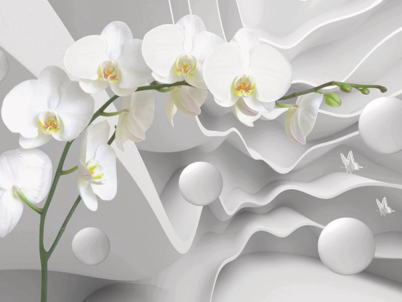 Fototapeta Weiße Orchidee und Abstraktion