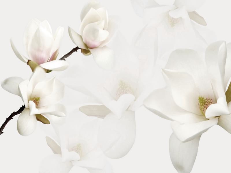 Fototapeta Weiße Magnolien