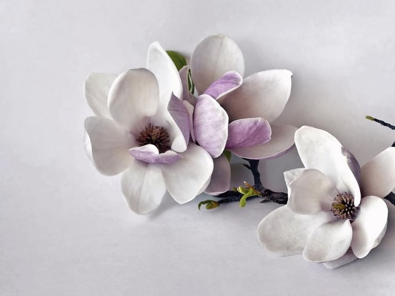 Fototapeta Magnolie 3D