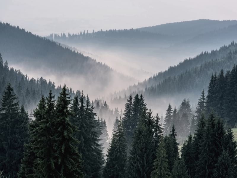 Fototapeta Nebel in einem hügeligen Wald