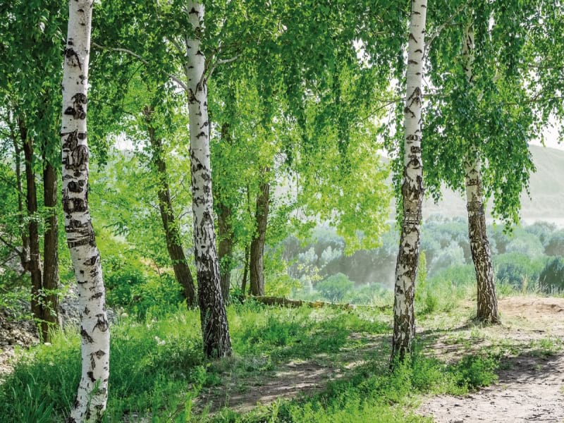 Fototapeta Wunderschöne Birken
